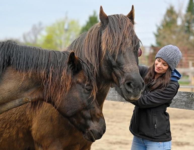 horse rescues quebec, a horse tale rescue quebec, caroline handy a horse tale, aht in quebec, horse sanctuaries in quebec