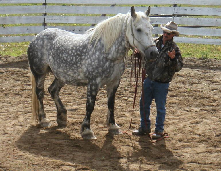 horse trail riding tips, young trail riding horse