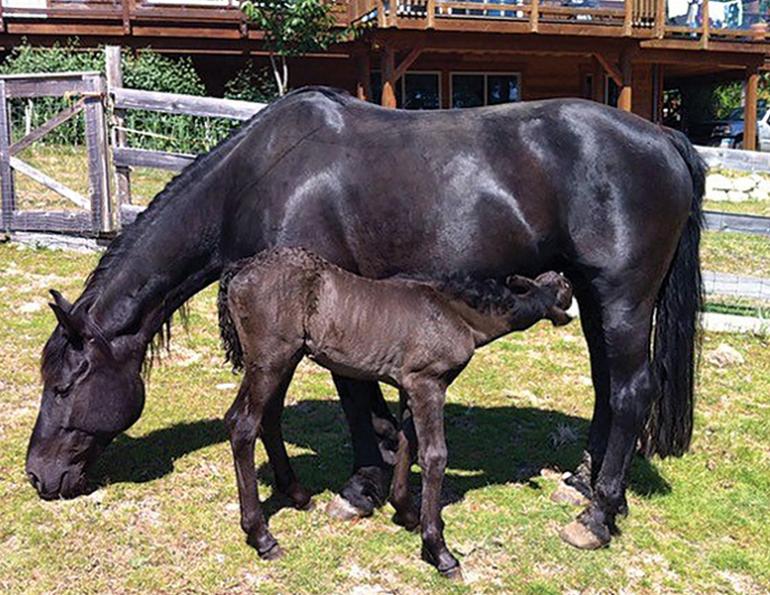 mare rejecting foal, foal rejection, collecting colostrum horse, mare colostrum collection, betty baxter horse