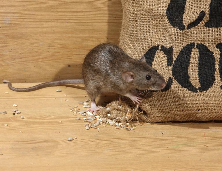 HORSE FARM RATs, keeping rats out of horse stall, rats in equestrian centre, rat control horse barn, proper food storage horse barn, signs of rats, diseases from rats to horses