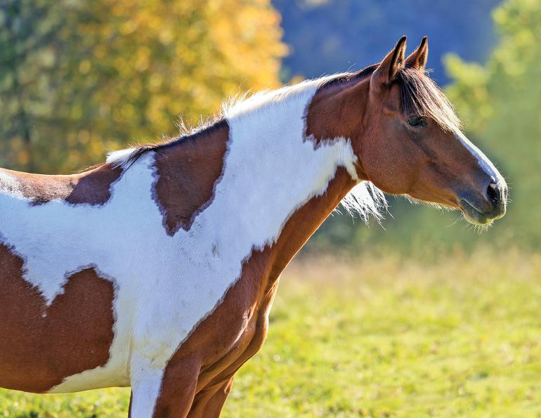 haynet for horses, slow feeding for horses, horses with metabolic issues, equine digestive system, insulin levels horses, grazing muzzle horses, insulin dysregulation horses, el in horses, endocrinopathic laminitis equine, nsc/kg horses calculation