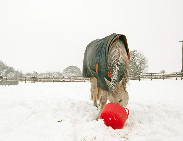 equine nutrition, horse nutrition, feeding horses, supplementing horses, horse far, fat to horse diet, equine fat diet