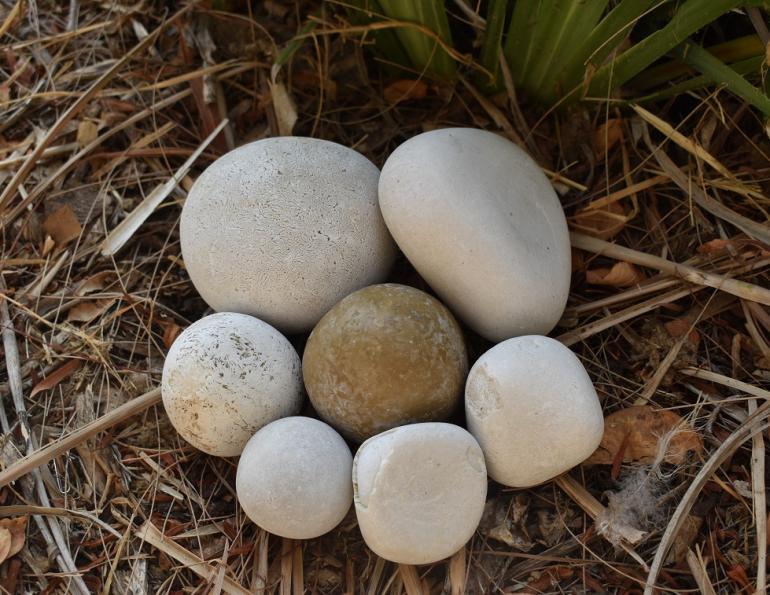 equine enteroliths, pebbles in manure, horse manure stones, colic causes horses, should i feed alfalfa to my horse?