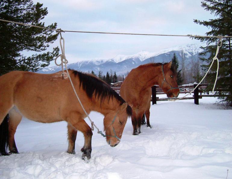 Stan Walchuk Jr, horse wrangling, equine hobbles, horse hobbles, picket rope, horse bells, horse tail tying, equine wrangling