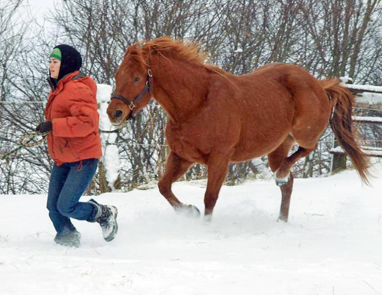 Diseases resulting in Hind Limb Gait Deficits in Horses, stringhalt in horses, Fibrotic Myopathy in horses, Shivers in Horses, Equine Polysaccharide Storage Myopathy PSSM