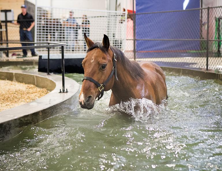 rehabilitation for horses, equine rehab, endurance equine, hill top arena and spa, equivibe, undeniable equine services, bemer horse products, therapies for injured horse