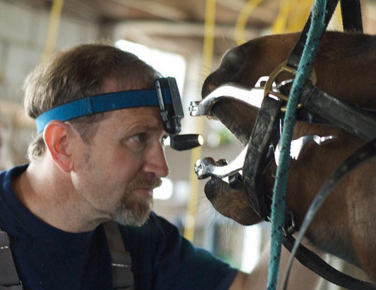 Common Signs of Dental Problems in Horses