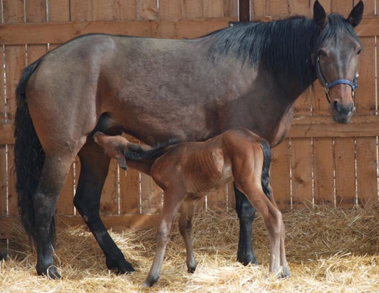 Olds College, Olds college Technician Certificate Program, equine education, Dr. Marion Anderson, Equine Science program Olds College