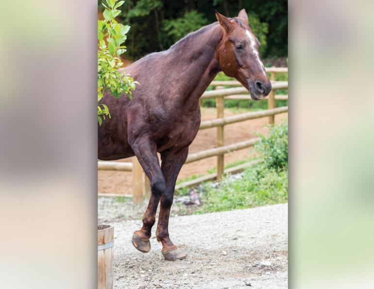 laminitis hooves, laminitis cleft coronary band, dished hoof laminitis, symptoms laminitis horses, laminitis horse stance, uc davis center for equine health