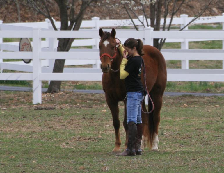 The Real Cost of Horse Ownership