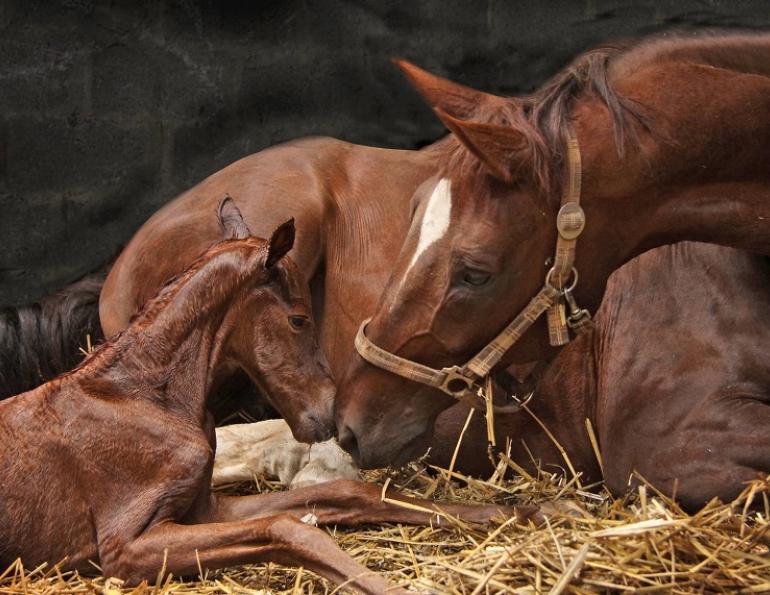 mare is in foal, Foaling Mare, hrose labor, equine labor, delivering a foal safely, theriogenologist, western college of veterinarian, horse twins, vaccinating mare, foaling complication