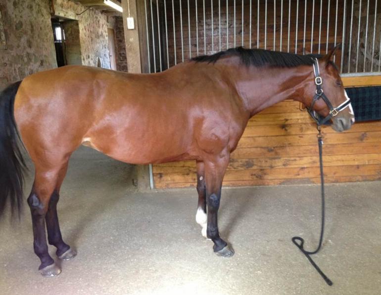 horse shoeing, equine shoeing, horse trimming, hoof trimming, horse stifles, hanz wiza, hoof problems