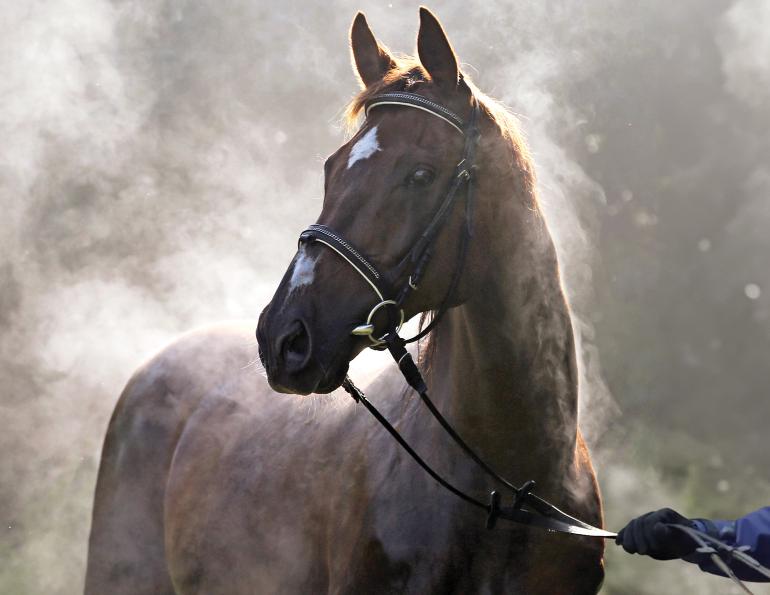 horse electrolytes, equine sweat, dehydration in horses, electrolyte supplementation, horse hydration, performance horse nutrition, sodium and chloride requirements, heat stress in horses, endurance horse health