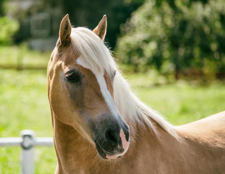  Michael Cameron, ASD Horses, Kids with ASD, autism horses, disabled children horses, autism physical activity