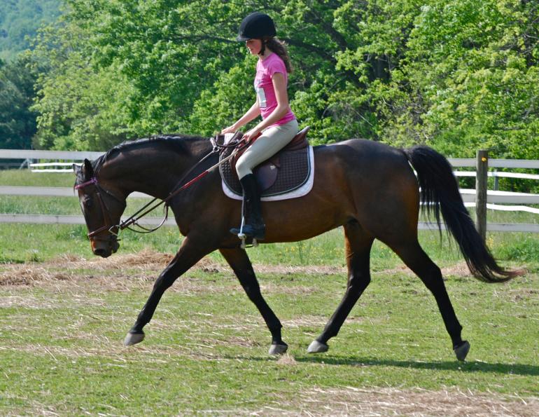 horse stretching in trot