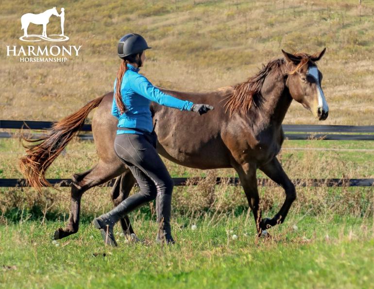 Harmony Horsemanship, horse behaviour psychology, stop horse spooky, horse tense, horse lazy, lethargic horse, exercises for horses, connecting with horse