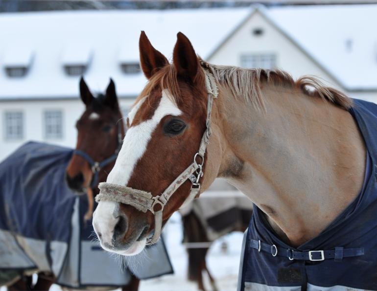 should i give bute to my horse? should i give my horse msm? how to help my horse's arthritis?