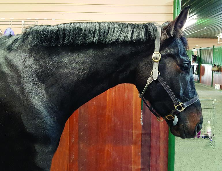 HOW TO Shorten a horse's Mane trimming horse's mane with scissors horse grooming horse mane grooming