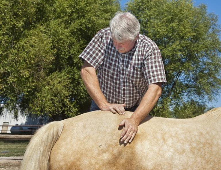 equine therapies, equine accupuncture, horse chiropractors, horse massage, equine massage, horse accupuncture, horse therapies, complementary therapies for horses, remt, lindsay day
