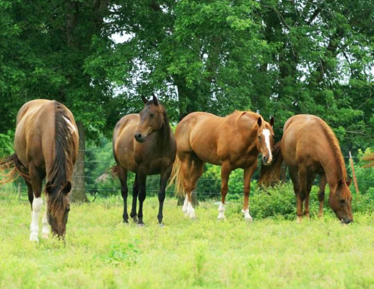Equine digestive tract, horse digestive system, Kentucky Equine Research, equine esophagus, equine fluid absorption, horse care, equine stomach, horse stomach, equine digestion