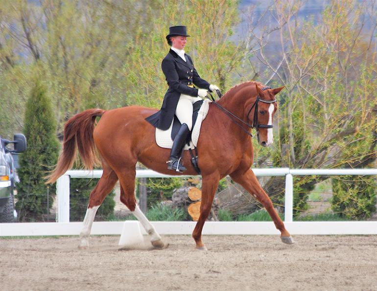 Master sitting trot, Sandra Verda-Zanatta, fit to ride, equine Hip Flexor stretch, equine quadriceps Stretch, equine hamstritng stretch, equine abdominal mini crunch, equine hamstring stretch, equine interval training, improving equine flexibility, equine hip roll, equine Spine mobility  