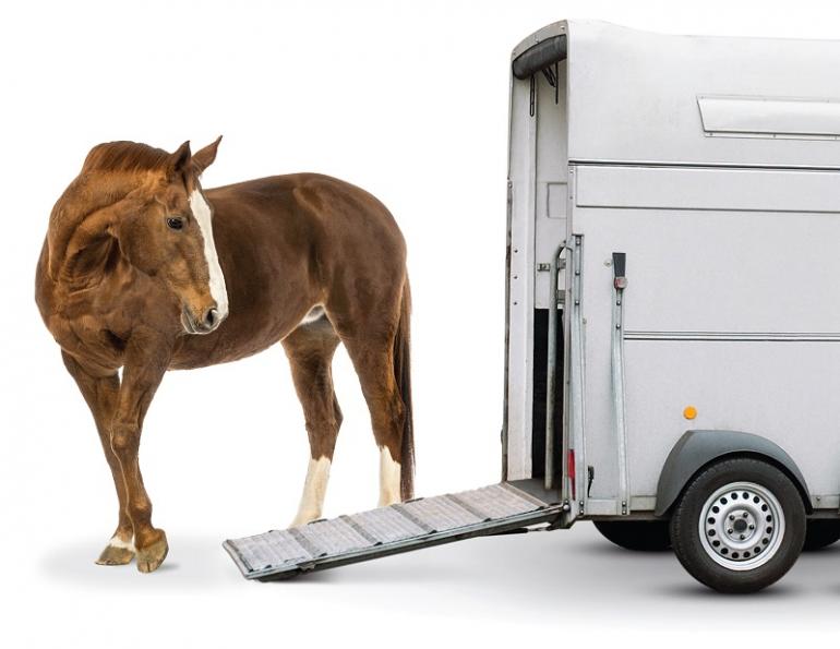 Inside Your Horse Trailer, horse to transport my horse safely, what type of horse trailer should i buy, best horse trailers, shipping fever, pleuropneumonia, kevan garecki Inside Your Horse Trailer, horse to transport my horse safely, what type of horse trailer should i buy, best horse trailers, shipping fever, pleuropneumonia, kevan garecki