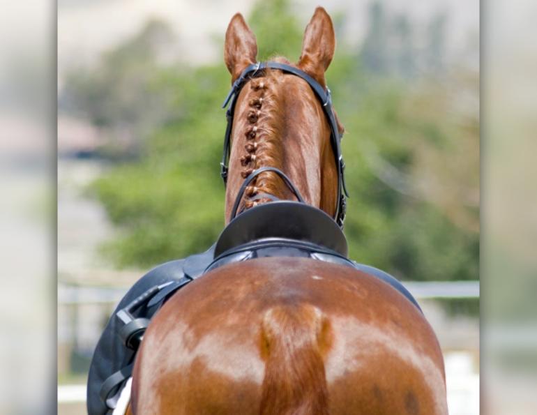 saddle fit, equine guelph, assymetries saddle fit, how to fit my saddle