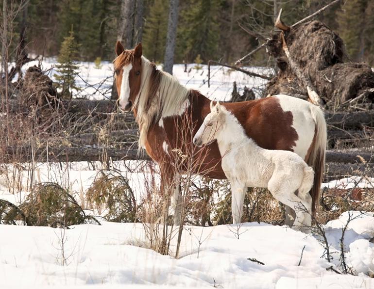 alberta's wild horses, wild horses alberta cull, horses in alberta, feral horse management framework, alberta wildies society, haws, the wildie west podcast, wild horses of alberta whoas, alberta mountain horse