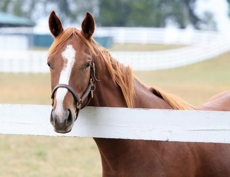 Anthelmintic Resistance horses, fecr testing horses, equine macrocyclic lactone resistance