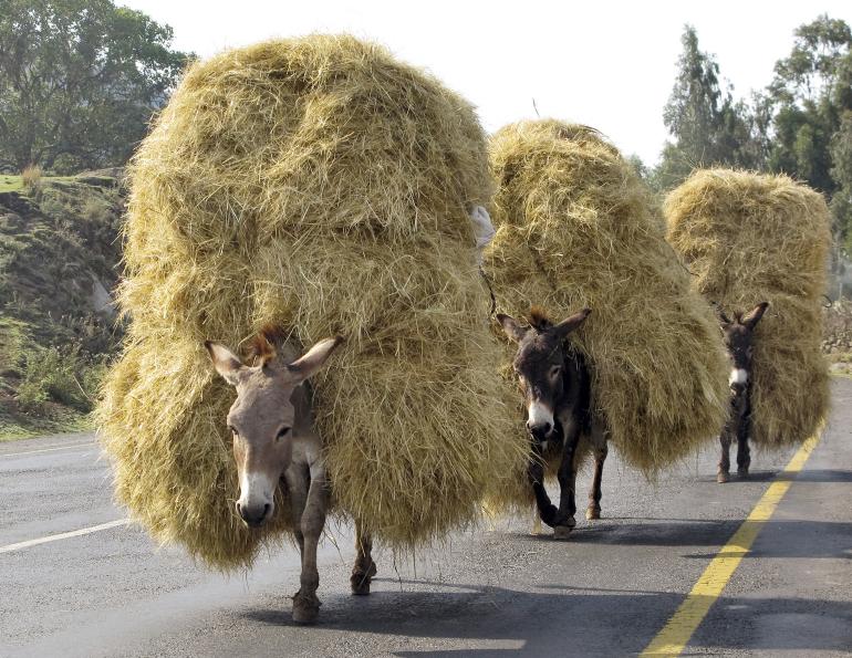 history of brooke hospital for animals, dorothy brooke war horses, helping animals third world countries, donkey welfare, donate to help the brooke hospital