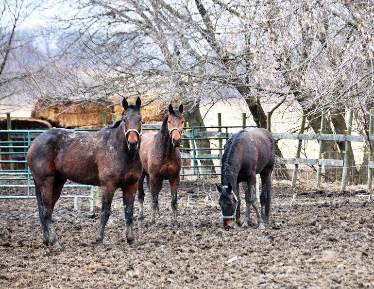 Mud fever, equine pastern dermatitis, horse greasy heel, equine skin disease, fungi infection horse