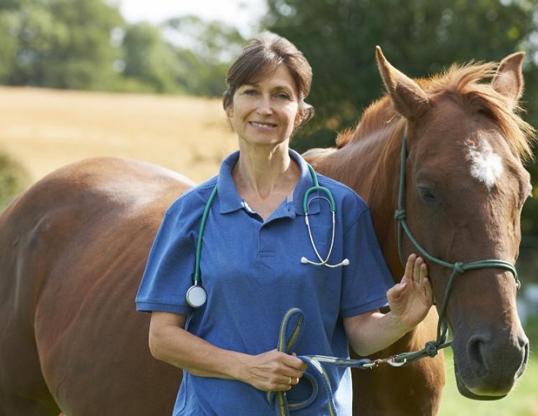 The Equine Heart, what should my horse's heart rate be, what is a normal rhythm horse heart, equine electrocardiogram, heart rate variability horse