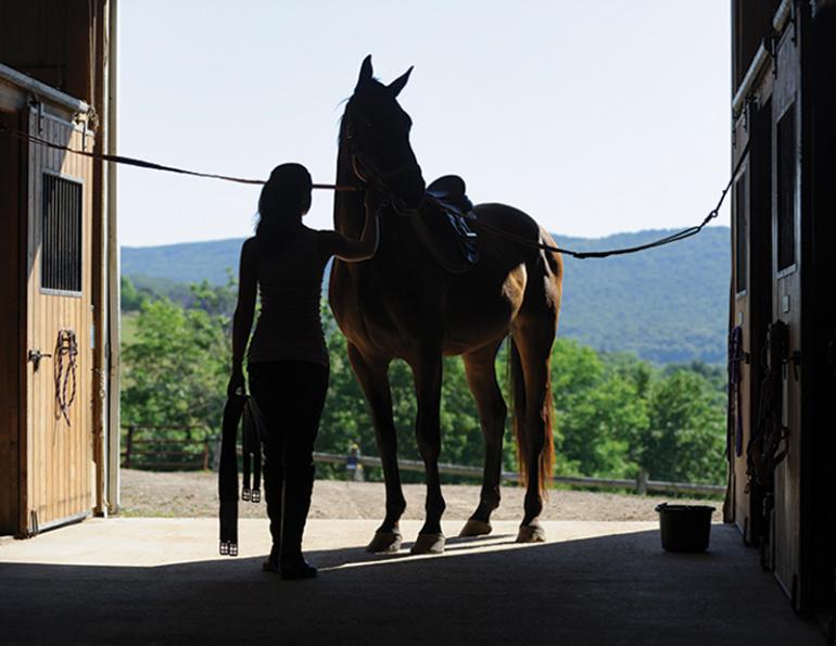 horse grooming, show jumper Brian Morton, equine industry heroes, equine grooming