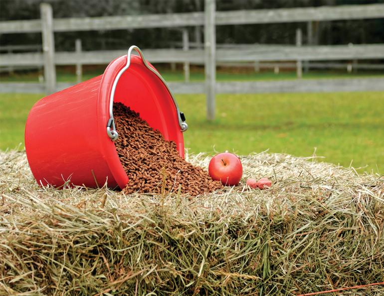 horse nutrition, horse calories, equine digestible energy, horse feed management, hay analysis horses, feeding horses Canada, horse weight management, easy keeper horses, hard keeper horses, horse diet energy, forage quality horses, equine nutrition Canada, horse feed calories, pasture management horses, cool calories horses
