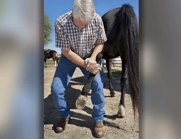 equine chiropractic care, horse chiropractic, spinal manipulative therapy horses, equine musculoskeletal health, chiropractic for horses, horse lameness management, equine neuromuscular function, integrated equine care