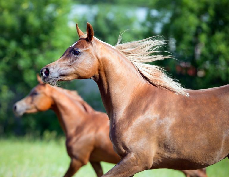 Arabian Horse Genome, arabians thoroughbreds, genetics of arabians