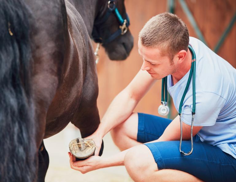 how common is laminitis? laminitis as common as colic, what is laminitis, warning signs of laminitis how common is laminitis? laminitis as common as colic, what is laminitis, warning signs of laminitis