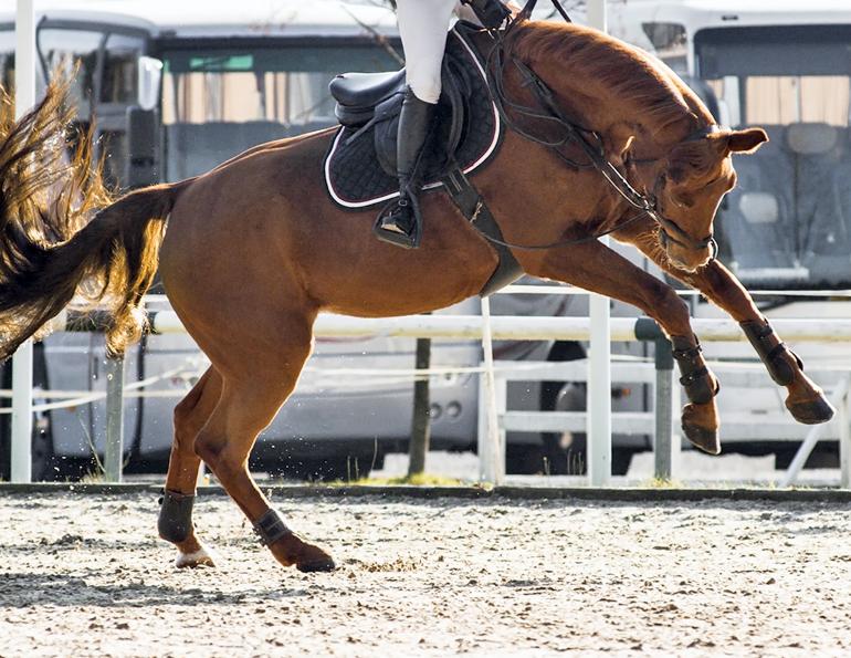 horse misbehaving, horse bucking, girthiness, poorly fitting saddle, jochen schleese, Saddlefit 4 Life, Saddle Fitting, equien ergonomist,  Unwanted behaviour may be caused by a poorly fitting saddle