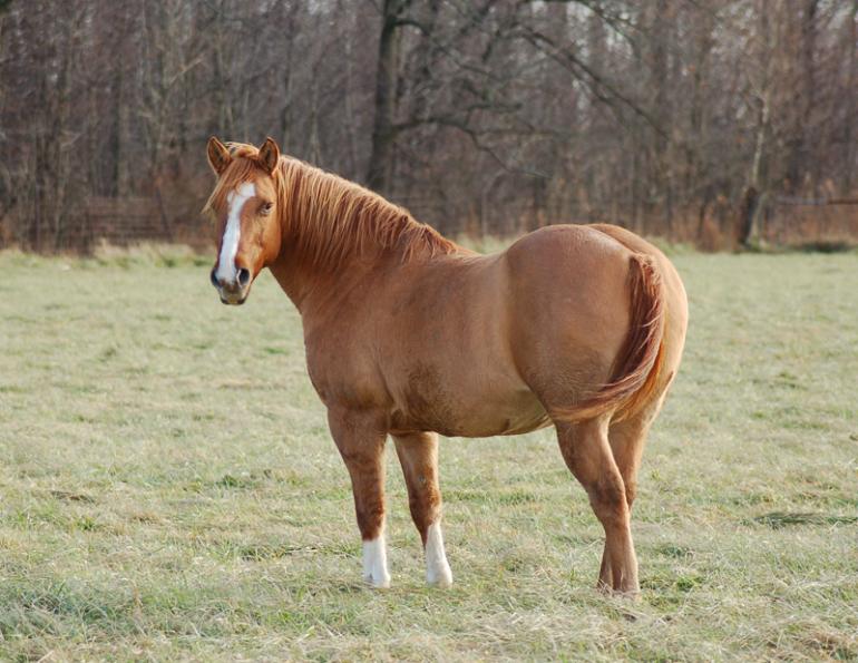 Jackie Bellamy-Zions, equine gut microflora EMS warning, horse care, laminitis, fecal microbial, equine metabolic syndromes, Dr. Scott Weese