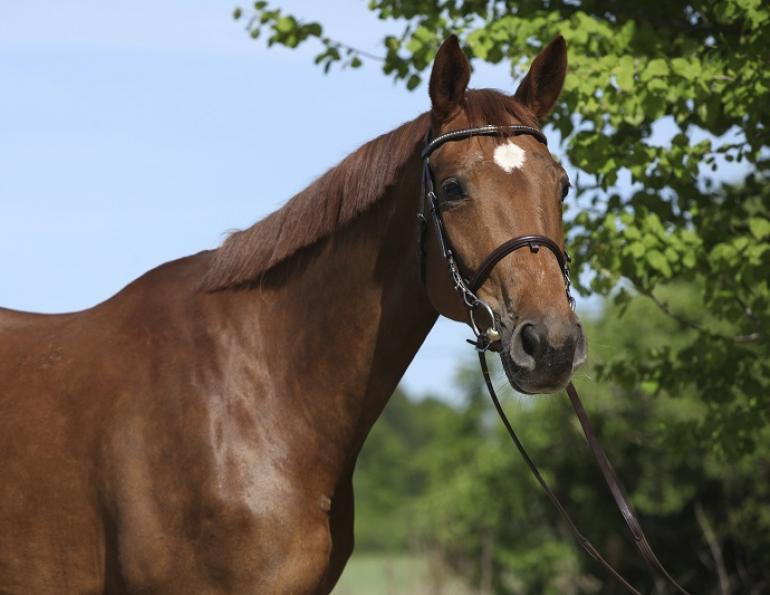 Jochen Schleese, saddle fitting a growing horse, saddle fit colt, saddle fit filly, saddle fit young horse, horse lameness, horse back pain, equine back pain, equine injuries, equine lameness, horse saddle fit Jochen Schleese, saddle fitting a growing horse, saddle fit colt, saddle fit filly, saddle fit young horse, horse lameness, horse back pain, equine back pain, equine injuries, equine lameness, horse saddle fit