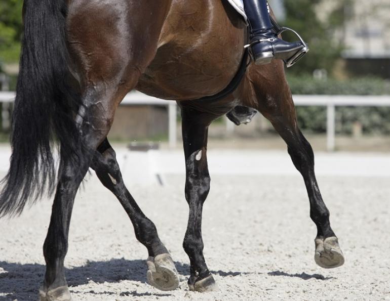 indoor riding arena, outdoor riding arena, indoor arena footing outdoor, conterra industries, lakeshore sand co, sand footing, woodchip footing