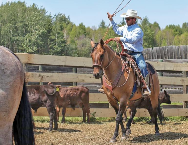 bitless bridles, alexa linton, natural horsemanship, best bitless bridle, what type of horse bit should i use, josh nichols, stefanie travers, heather nelson liberty training
