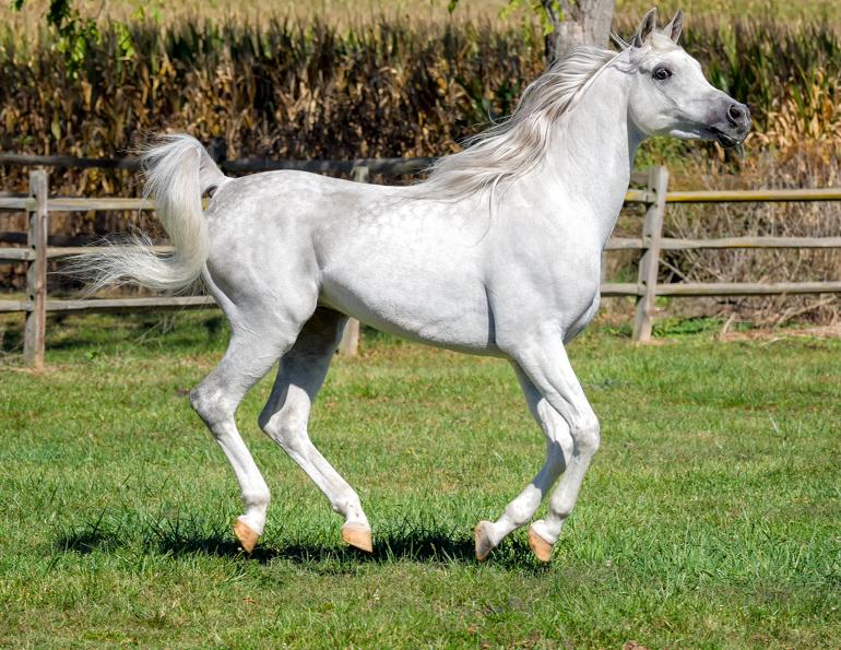 horses with white hooves, anatomy of a horse's hoof, importance of a horse's hoof, shape of the coffin bone horse, pedal bone horse, hoof growth rate horses, nutrition for healthy horse hooves