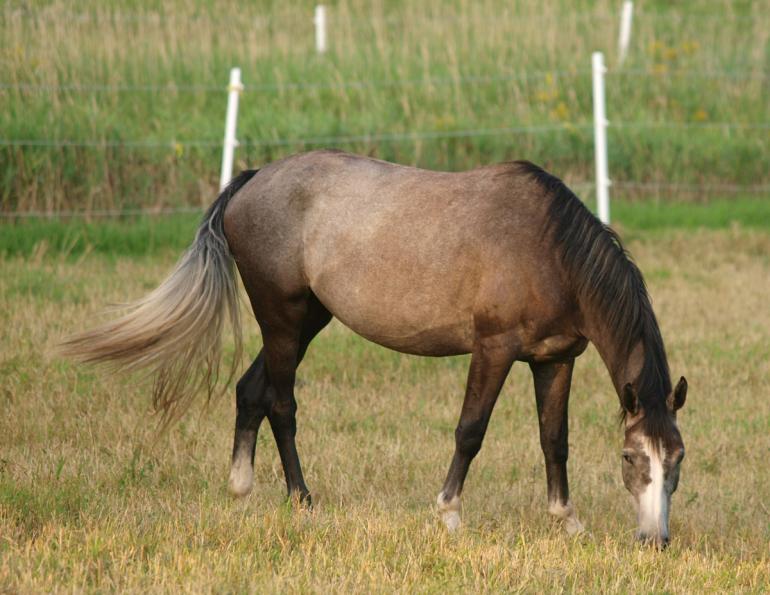 horse fencing, installing electric horse fencing, finishing horse fence, choosing electrical fence, setting electrical fence tension