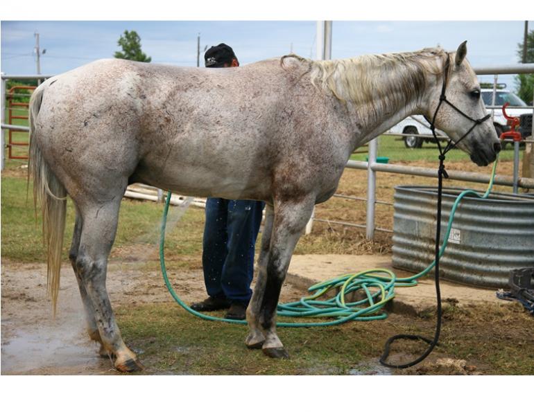 heat and horses, horses in summer, keeping horses cool, cooling down horses, bc summer horses, canadian summer horses, how to keep horse cool, horse temperature, horse body heat, riding horses in hot weather, riding horses in sun, riding in sun