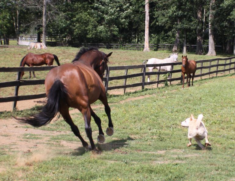 understanding horse feet, understanding the equine foot, horse anatomy, equine anatomy, will Clinging, understanding horse’s natural instincts