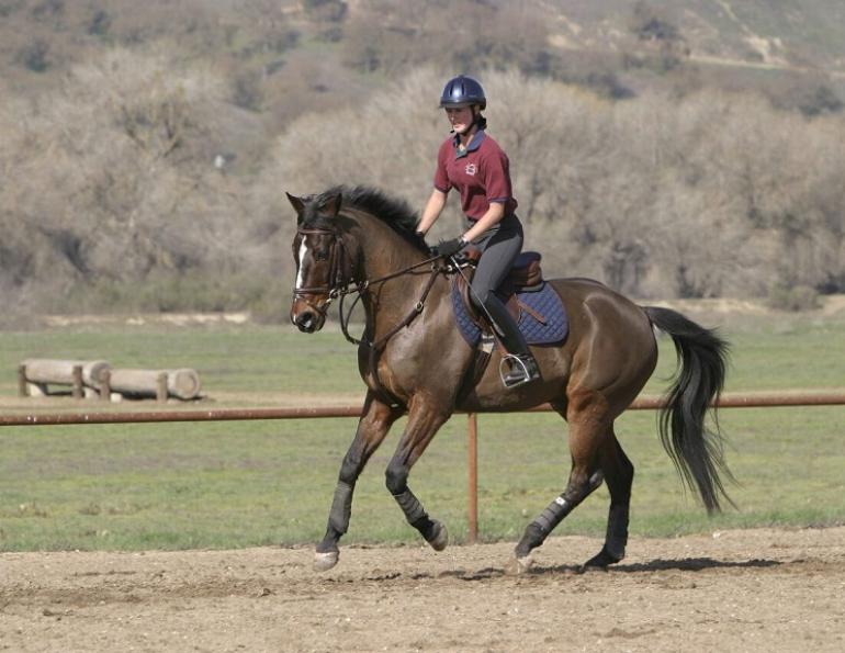 Practice Between Riding Lessons, riding between horse lessons, training horse on your own, lindsay grice