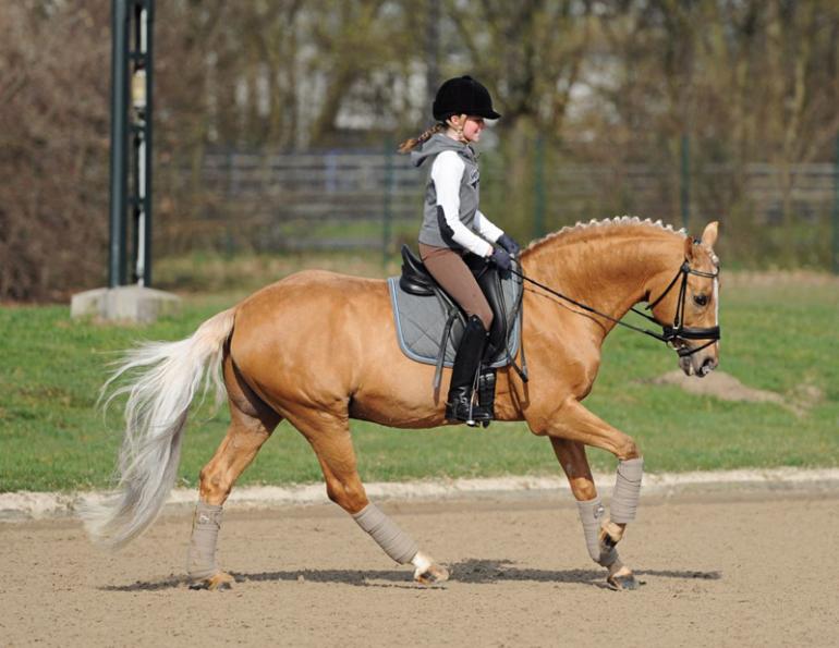 Girls Outnumber Boys horse riding, Jochen Schleese, horse riding, McClellan Saddle, horse riding erectile issues, George B. McClellan, dysfunction, Dr. James Warson