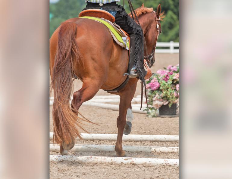 Lindsay Grice, Equestrian Canada coach and judge, poles horse, exercises with poles horse, horse obstacles, help horse straight, adjust horse's stride, suppleness horse, schooling exercises horses, pole exercises horses