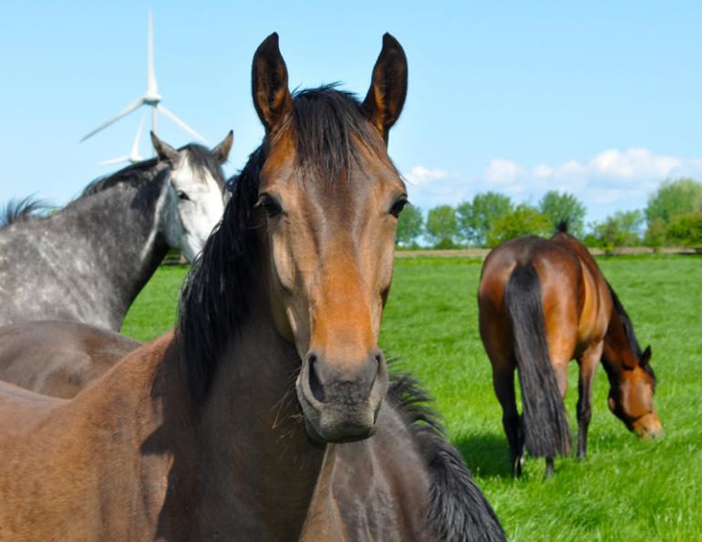 Equine Code of Practice, Equine Care, Equine Handling, Equine Code, Canada Equine Code, 2013 Equine Code, Judith Lavoie